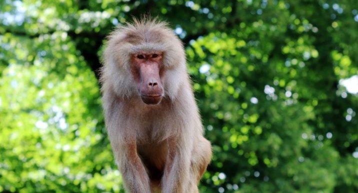 Интересные факты о бабуинах