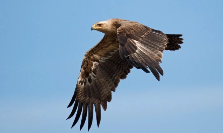 7 фактов про степного орла