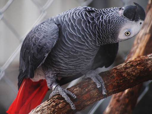 Жако: 7 фактов о попугаях