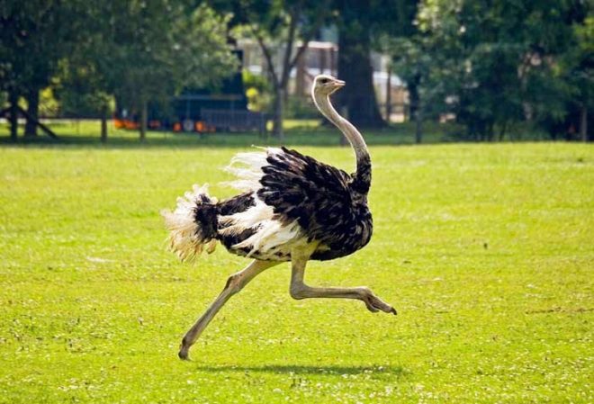 7 фактов о страусах фото