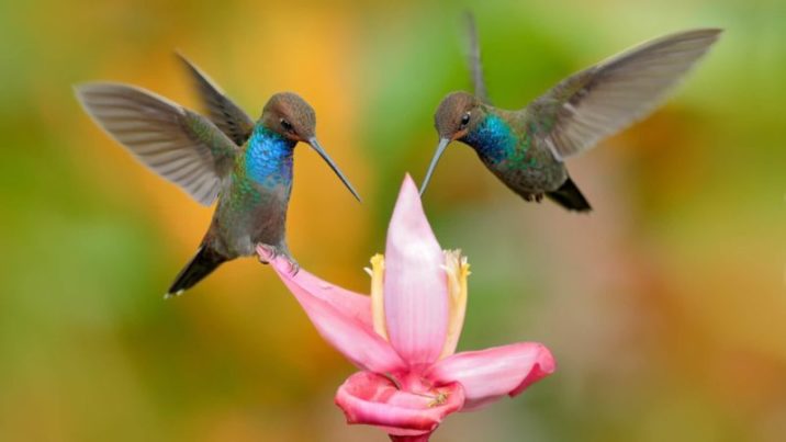 7 фактов про колибри