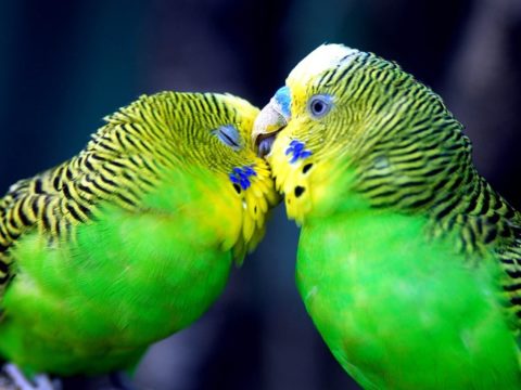 7Фактов о волнистых попугаях