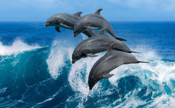 дельфин фото